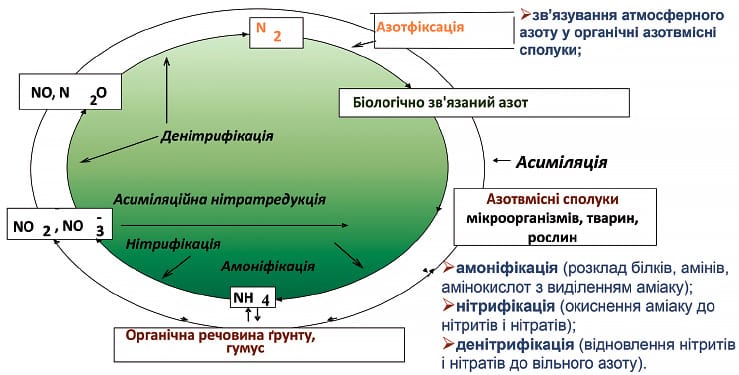 Роль мікроорганізмів в трансформації азоту