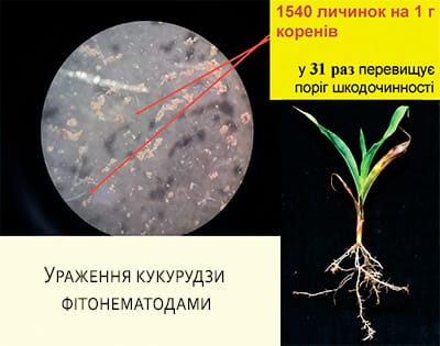 Ураження кукурудзи фітонематодами у статті "Живий ґрунт — основа прибуткового врожаю"